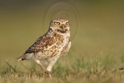 _MG_8632 Burrowing Owl.jpg