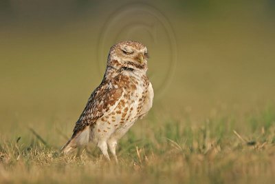 _MG_8638 Burrowing Owl.jpg