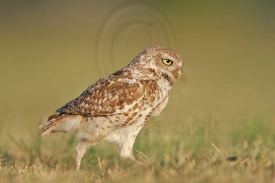 _MG_8664 Burrowing Owl.jpg