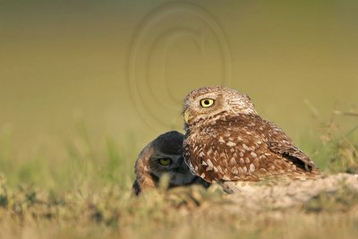 _MG_8674 Burrowing Owl.jpg