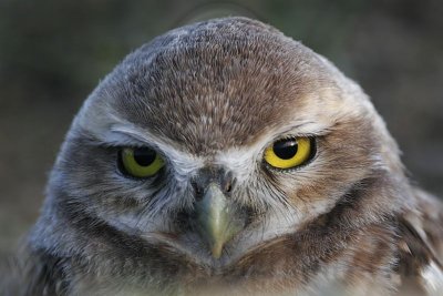 _MG_8922 Burrowing Owl.jpg