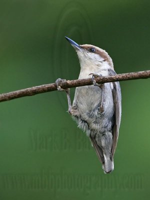 _MG_6208 Brown-headed Nuthatch.jpg