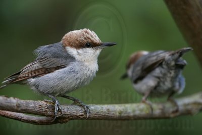 _MG_6226 Brown-headed Nuthatch.jpg