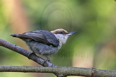 _MG_6508 Brown-headed Nuthatch.jpg