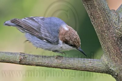 _MG_6596 Brown-headed Nuthatch.jpg