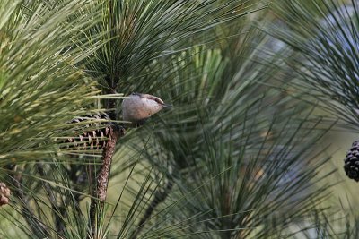 _MG_6638 Brown-headed Nuthatch.jpg