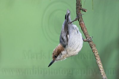 _MG_6969 Brown-headed Nuthatch.jpg