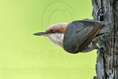_MG_7087 Brown-headed Nuthatch.jpg
