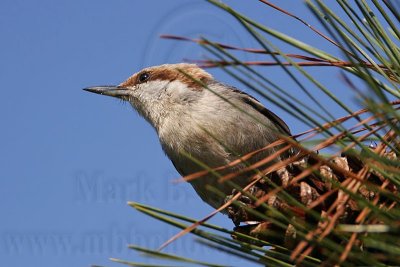 _MG_7238 Brown-headed Nuthatch.jpg