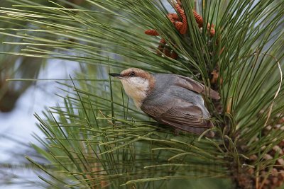 _MG_7357 Brown-headed Nuthatch.jpg