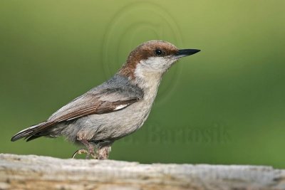 _MG_7408 Brown-headed Nuthatch.jpg