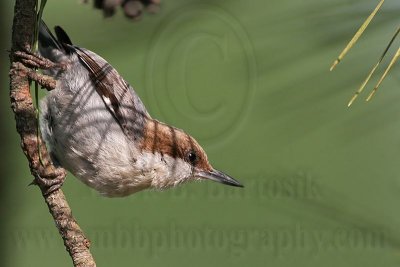_MG_7426 Brown-headed Nuthatch.jpg
