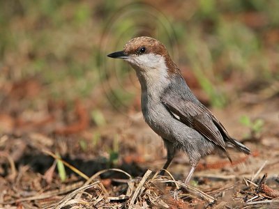 _MG_7444 Brown-headed Nuthatch.jpg