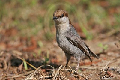 _MG_7445 Brown-headed Nuthatch.jpg