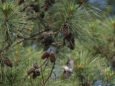 _MG_7486 Brown-headed Nuthatch.jpg
