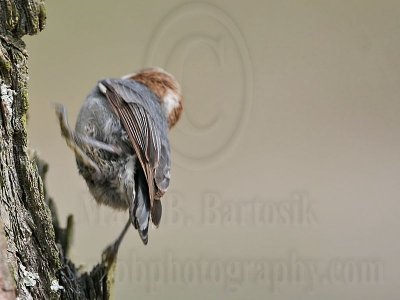 _MG_7559 Brown-headed Nuthatch.jpg