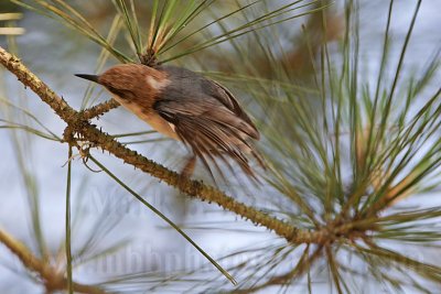 _MG_7640 Brown-headed Nuthatch.jpg