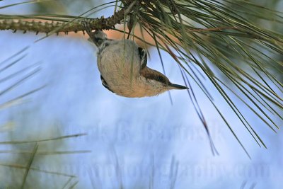 _MG_7662 Brown-headed Nuthatch.jpg