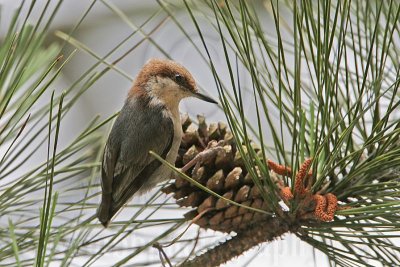 _MG_7772 Brown-headed Nuthatch.jpg