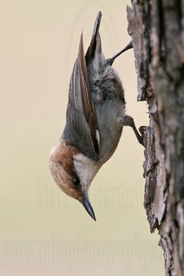 _MG_7848 Brown-headed Nuthatch.jpg