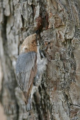 _MG_7859 Brown-headed Nuthatch.jpg