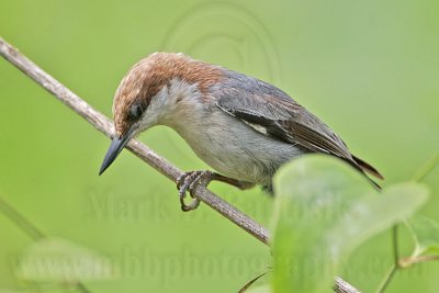 _MG_8029 Brown-headed Nuthatch.jpg