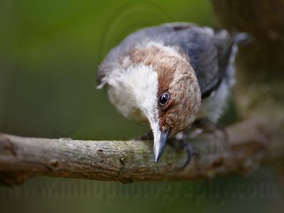 _MG_8050 Brown-headed Nuthatch.jpg