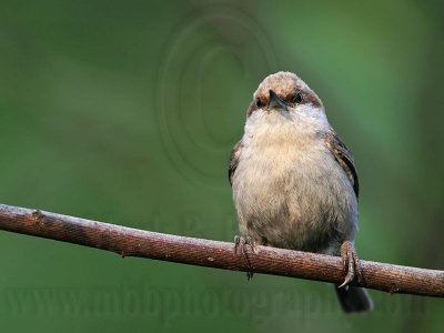 _MG_8272 Brown-headed Nuthatch.jpg