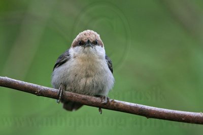 _MG_8325 Brown-headed Nuthatch.jpg