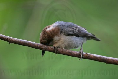 _MG_8332 Brown-headed Nuthatch.jpg