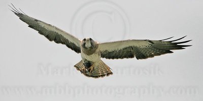 _MG_8968 Swainson's Hawk.jpg