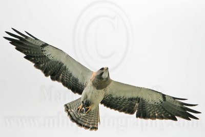 _MG_8969 Swainson's Hawk.jpg