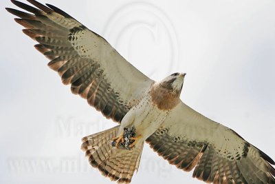 _MG_8978 Swainson's Hawk.jpg