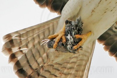 _MG_8978crop Swainson's Hawk.jpg