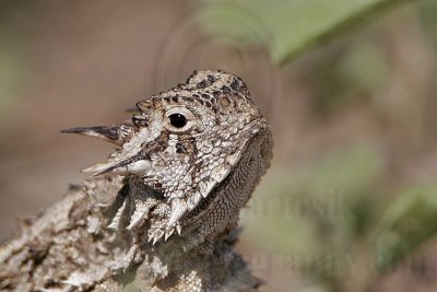 _MG_4511 Texas Horned Lizard.jpg