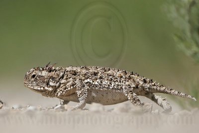 _MG_5568 Texas Horned Lizard.jpg