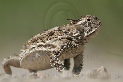_MG_5604 Texas Horned Lizard0.jpg