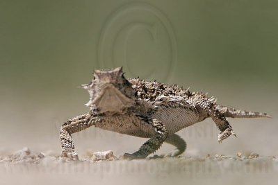 _MG_5666 Texas Horned Lizard.jpg