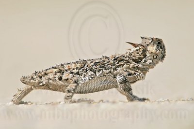 _MG_5677 Texas Horned Lizard.jpg