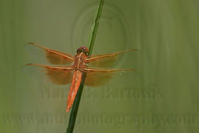 _MG_5915 800.jpg