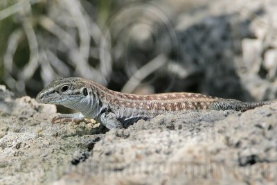_MG_6011 800.jpg