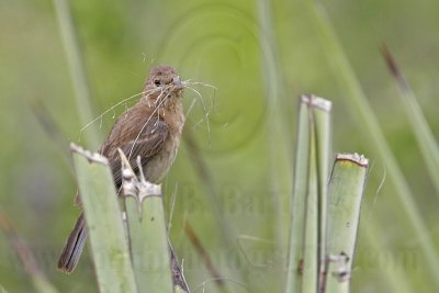 _MG_0643 Varied Bunting.jpg