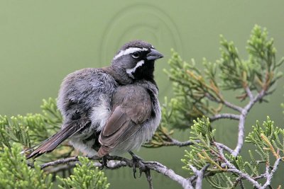 _MG_0174 Black-throated sparrow.jpg