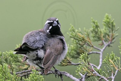 _MG_0187 Black-throated sparrow.jpg