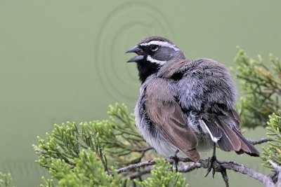 _MG_0222 Black-throated sparrow.jpg