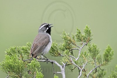 _MG_0289 Black-throated sparrow.jpg