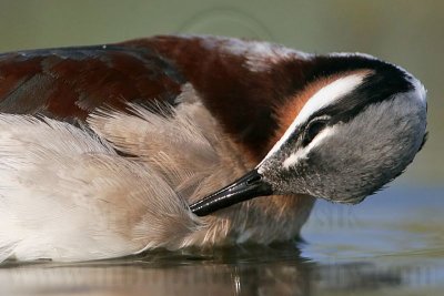 _MG_0042crop Wilson's Phalarope.jpg