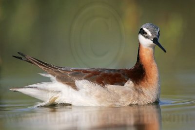 _MG_0048 Wilson's Phalarope.jpg