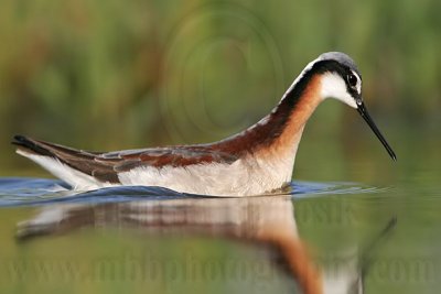 _MG_0085 Wilson's Phalarope.jpg