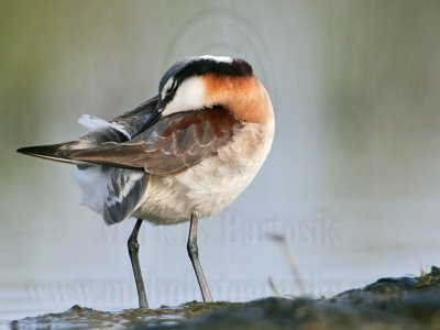 _MG_0285 Wilson's Phalarope.jpg